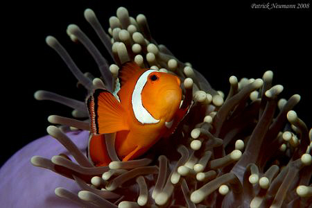 FULL FRAME Anemone Fish taken at Richilieu Rock Thailand ... by Patrick Neumann 