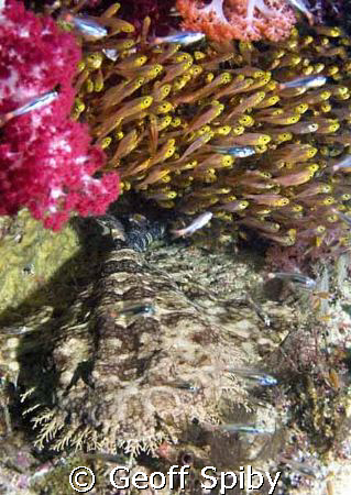 a wobbegong resting under a ledge with a school of sweepe... by Geoff Spiby 