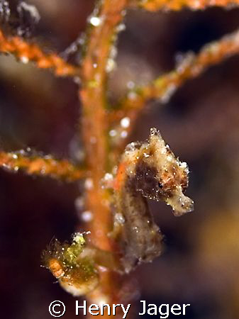"Pygmy" from Raja Ampat, West Papua, (Macro lens 50mm 1,4... by Henry Jager 