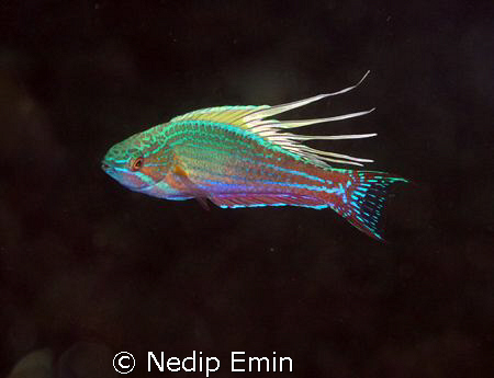 Do you like my outfit?  An beautiful image of a colourful... by Nedip Emin 