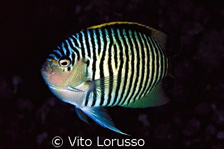 Fish by Vito Lorusso 