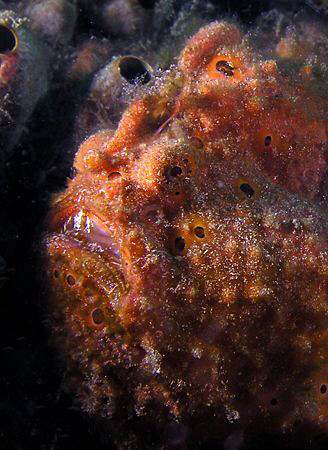 Frogfish, Lembeh by Doug Anderson 