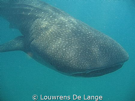 Point and shoot camera by Louwrens De Lange 