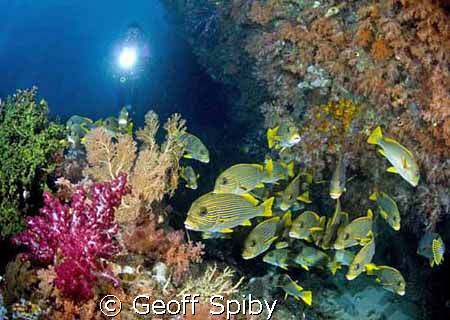 sweetlips at Mikes Point, Raja Ampat by Geoff Spiby 