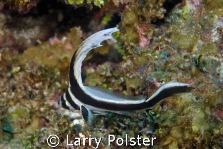 Juvy Spotted Drum, Nikon D-300, Ikelite strobes by Larry Polster 