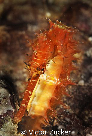 Thorny seahorse by Victor Zucker 