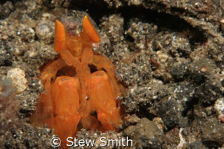 orange spearing mantis - i couldnt believe my eyes when i... by Stew Smith 