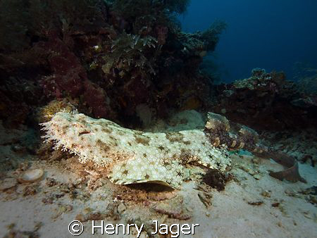 "Wobbegong"  Raja Ampat, West Papua. It's a rare to see t... by Henry Jager 