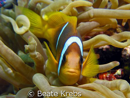 Nemo, that little guy was making clicking sounds while I ... by Beate Krebs 