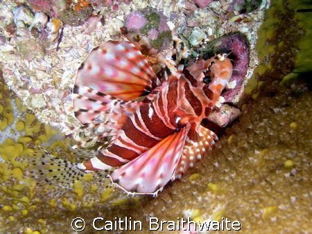 Lion Fish, Julian Rocks by Caitlin Braithwaite 