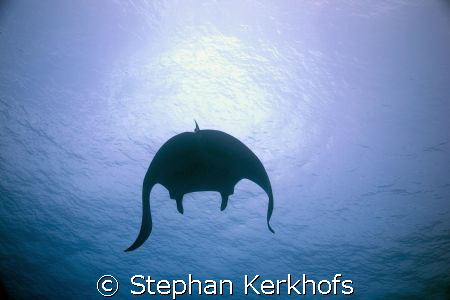 Batman is back! Manta (manta birostris) taken at Pinky Wall. by Stephan Kerkhofs 