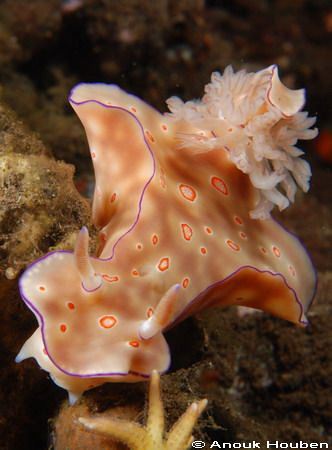 Ceratosoma trilobatum. Picture taken at Batuniti point in... by Anouk Houben 