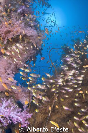 Soft coral in Shaab Rumi by Alberto D'este 