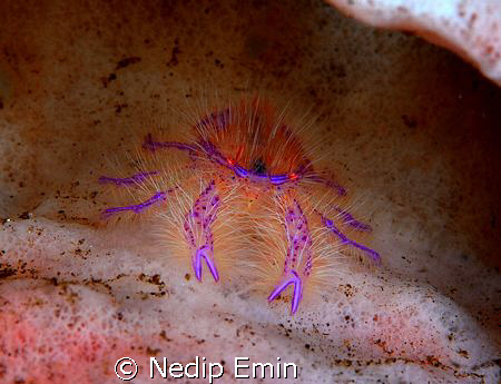A hairy pink squat lobster in his natural habitat! by Nedip Emin 