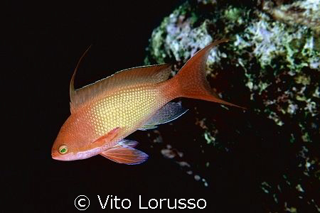 Fishs - Anthias anthias by Vito Lorusso 