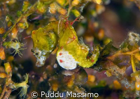 taken in bunaken park manado,nikon d2x 60 mm macro by Puddu Massimo 