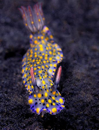Hypselodoris infucata, Lembeh by Doug Anderson 