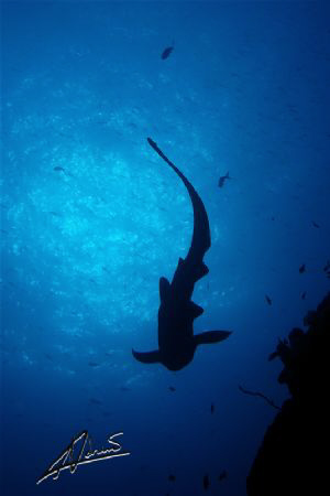 shark passing above me in Koh Bon Pinnacle by Adriano Trapani 