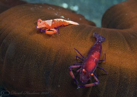 Emperor partner shrimps. Lembeh straits. D200,60mm. by Derek Haslam 