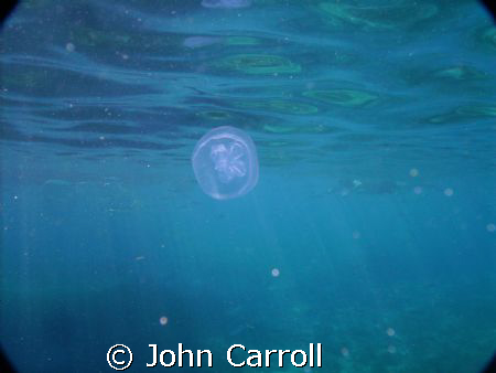Snorkeling off of Catalina Island. by John Carroll 