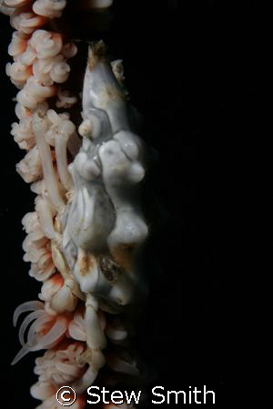 xeno crab on whip coral - 60mm canon - woody diopter by Stew Smith 