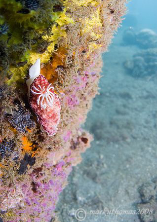 Chromodoris nudibranch on KBR pier, Lembeh.
10.5mm x2 T/C. by Mark Thomas 