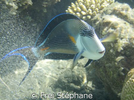 Chirurgien zébré (Acanthurus sohal)
Olympus u770 SW
Mar... by Frei Stéphane 
