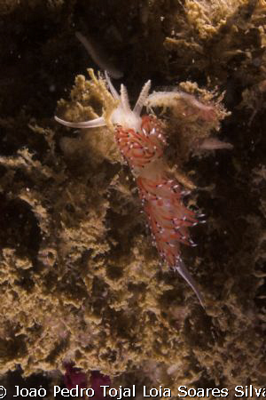 Caloria elegans with orage cerata. Until recently this wa... by Joao Pedro Tojal Loia Soares Silva 