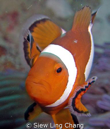 Clown fish close-up by Siew Ling Chang 