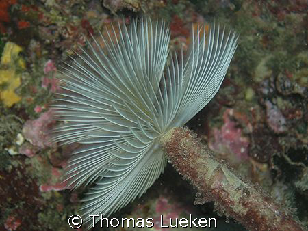 found in Estartit, Oly 5060 by Thomas Lueken 