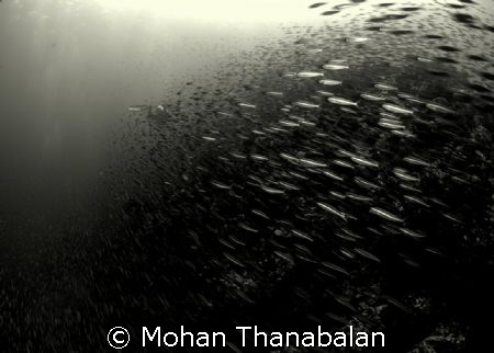Rush Hour! This school of fusillers are surely in a rush ... by Mohan Thanabalan 
