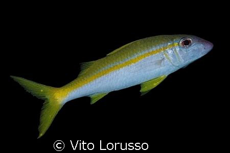 Fish by Vito Lorusso 