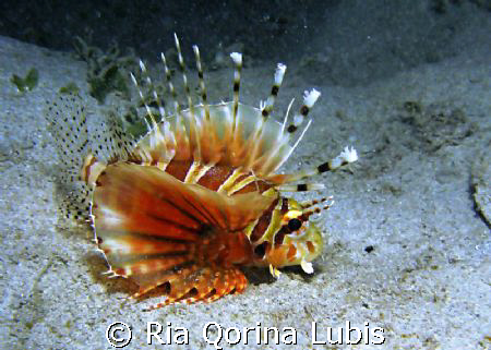 Lionfish by Ria Qorina Lubis 