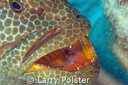 Grouper cleaning station, Nikon D-300, twin Ikelite strobes by Larry Polster 