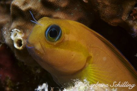 A Blennie showing his best side. Taken with a Canon EOS 2... by Barbara Schilling 