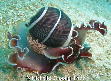 beautiful moon shell found in  Redang's murky highway , d... by Michelle Choong_khoo 