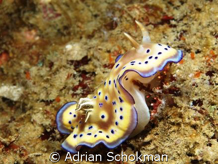 Trekking Nudi.. Taken at Redang Island.. Olympus E-330 + ... by Adrian Schokman 
