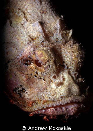 Stone fish shot off the coast of Key West, FL.  60mm Lens... by Andrew Mckaskle 