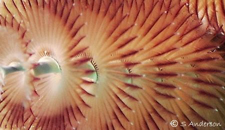 Christmas in Honduras! Theres lots of these beautiful cri... by Steven Anderson 