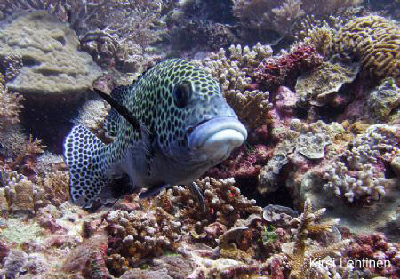 Sweet lips at Layang Layang Atoll. The picture of Harlequ... by Kirsi Lehtinen 