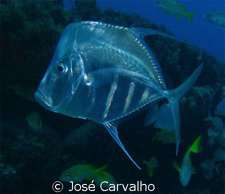 Lookdown (Selene vomer), Family: Jacks. Photo taken at Ba... by José Carvalho 