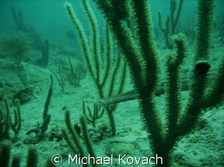 Trumpet fish hiding in the inside reef off Lauderdale by ... by Michael Kovach 