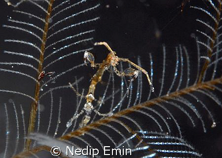 Do I look scary?? An Image of a posing skeleton shrimp in... by Nedip Emin 
