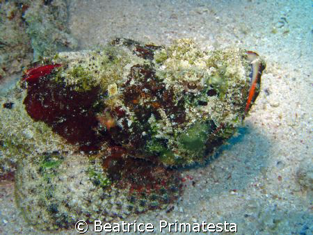 Scorpionfish (Scorpaenopsis diabolus) by Beatrice Primatesta 
