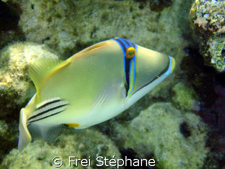Baliste picasso (Rhinecanthus assasi)
Shams Alam, Egypt.... by Frei Stéphane 