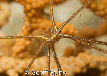 super- macro of an arrow crabs head
60mm lens with 2 x c... by Geoff Spiby 