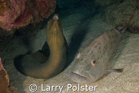 Strange bed fellows, had to wiggle into a small opening t... by Larry Polster 