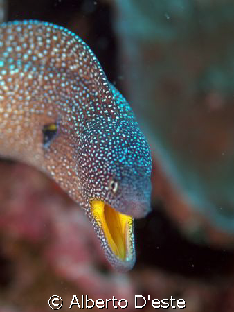 Muraena mouth yellow by Alberto D'este 