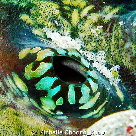 exceptional fluorescent coloration of a giant clam's open... by Michelle Choong_khoo 