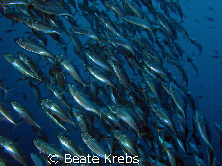 mouth makerel, canon S70  by Beate Krebs 